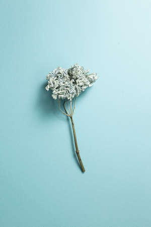 Dried blue hydrangea flower on blue background. top view, copy spaceの写真素材