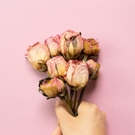 Hand of holding dry pink rose flowers on pink background. flat lay, top view, copy space