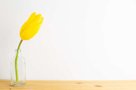 Yellow tulip flower in glass vase on wooden table with white background. Floral composition, copy spaceの写真素材