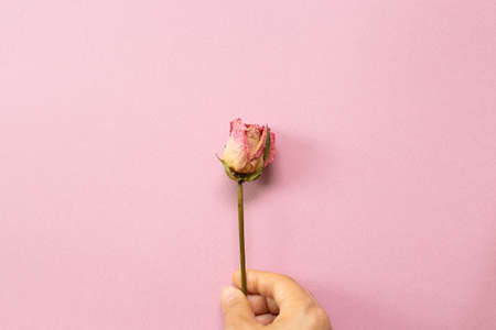 Hand of holding dry pink rose flower on pink background. flat lay, top view, copy spaceの写真素材