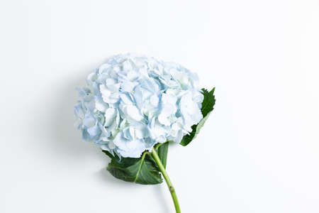 Fresh blue hydrangea flower on white background. top view, copy spaceの写真素材