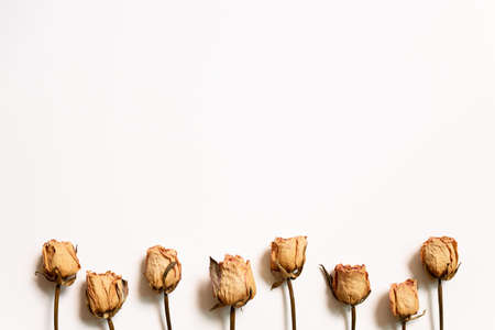 Dry rose flowers on white background. flat lay, top view, copy spaceの写真素材
