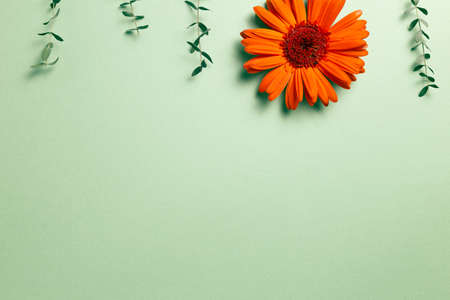 Orange gerbera daisy flower with eucalyptus leaves on green background. flat lay, top view, copy spaceの写真素材