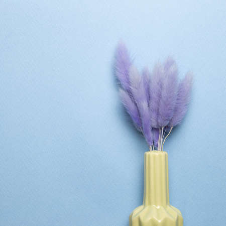 Vase of purple hares tail grass (Lagurus ovatus) dry flowers on blue background. top view, copy spaceの写真素材