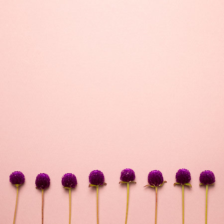 Purple globe amaranth flowers on pink background. flat lay, top view, copy space