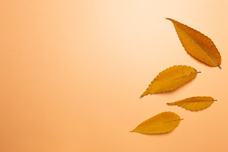 Autumn dry leaves on orange background. flat lay, top view, copy space