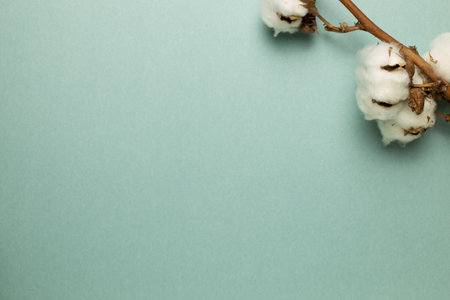 Cotton plant on green background. top view, copy spaceの写真素材