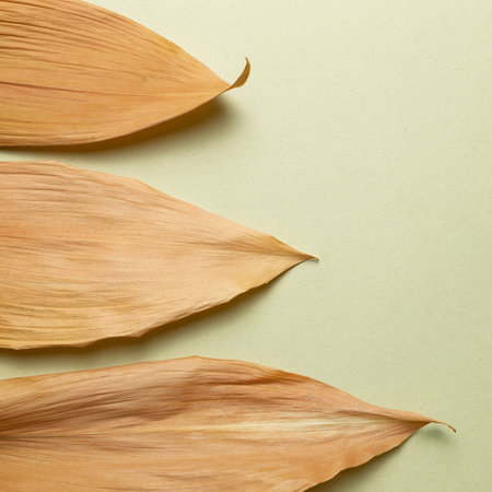 Brown dry leaves on khaki green
