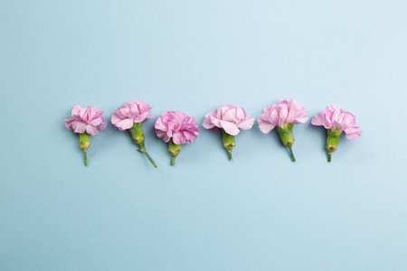 Pink carnation flowers on sky blue background. floral decoration. flat lay, top view, copy space