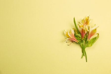 Yellow Alstroemeria flowers on yellow background. floral decoration. flat lay, top view, copy space
