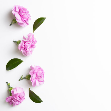 Pink carnation flowers on white background. flat lay, top view, copy space