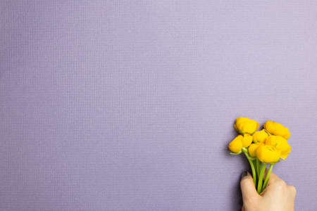 Hand holding yellow ranunculus flowers on purple background. flat lay, top view, copy spaceの写真素材
