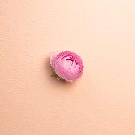Pink ranunculus flower on pink background. flat lay, top view, copy space