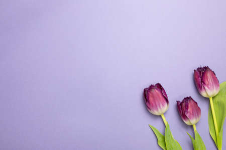 Purple tulip flowers on purple background. flat lay, top view, copy spaceの写真素材