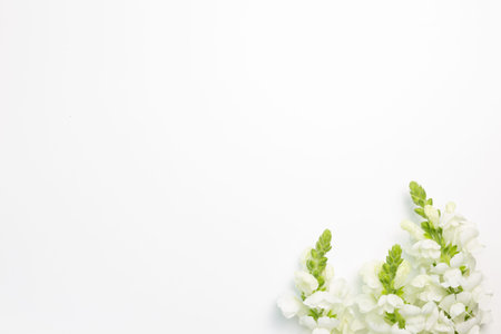 White snapdragon flowers on white background. flat lay, top view, copy spaceの写真素材