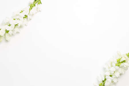White snapdragon flowers on white background. flat lay, top view, copy spaceの写真素材