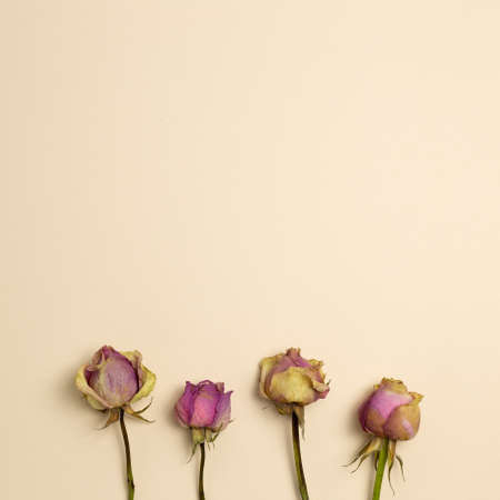 Purple dry rose flowers on beige background. flat lay, top view, copy spaceの写真素材