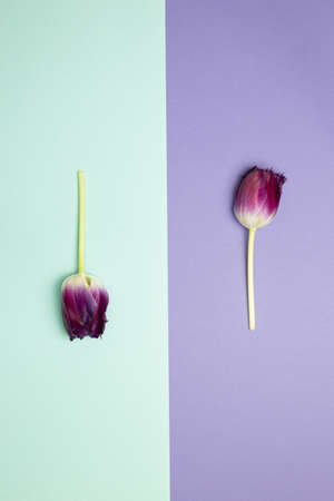 Purple tulip flowers on blue and purple background. flat lay, top view, copy spaceの写真素材