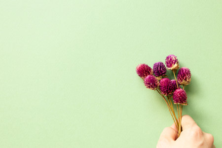 Purple globe amaranth dry flowers on green background. flat lay, top view, copy space