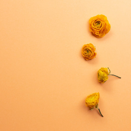Dry ranunculus flowers on orange background. flat lay, top view, copy space