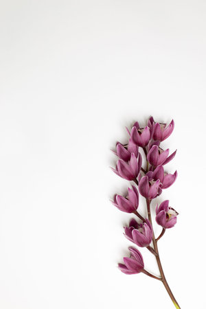 Cymbidium flower on white background. top view, copy space