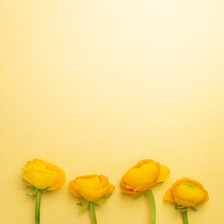 Yellow ranunculus flowers on yellow background. flat lay, top view, copy spaceの写真素材