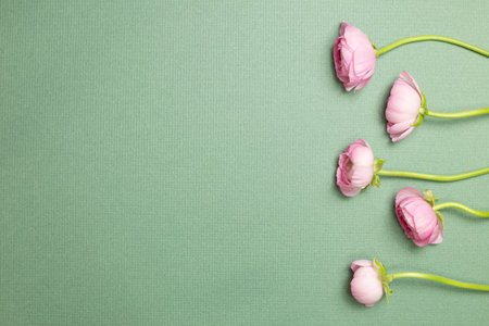 Pink ranunculus flowers on green background. flat lay, top view, copy space
