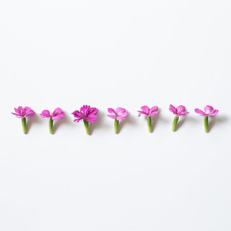 Pink flowers on white background. flat lay, top view, copy space
