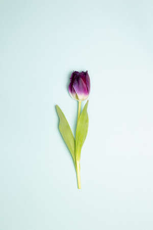 Purple tulip flower on sky blue background. flat lay, top view, copy spaceの写真素材