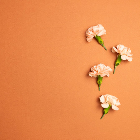 Carnation flowers on red brown background. flat lay, top view, copy spaceの写真素材