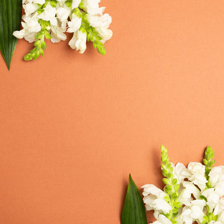 White snapdragon flowers on red brown background. flat lay, top view, copy space