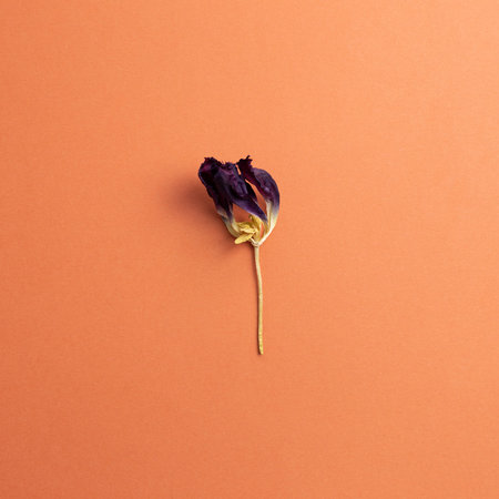 Dry purple tulip flower on red background. flat lay, top view, copy spaceの写真素材