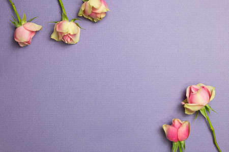 Pink rose flowers on purple background. flat lay, top view, copy spaceの写真素材