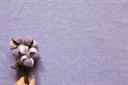 Hand holding purple cotton plant on purple fabric background. top view, copy space