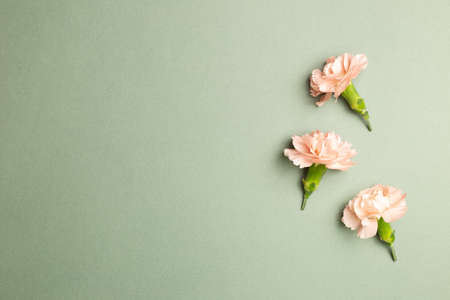 Pastel pink carnation flowers on green background. flat lay, top view, copy spaceの写真素材