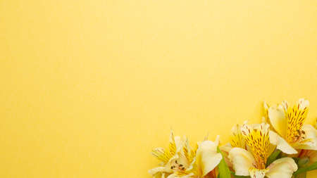 Yellow Alstroemeria flowers on yellow background. flat lay, top view, copy spaceの写真素材
