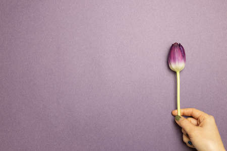 Hand holding a purple tulip flower on purple background. top view, copy spaceの写真素材
