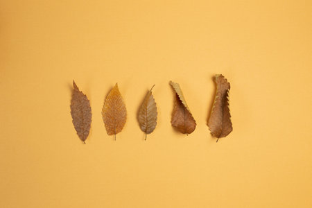 Autumn dry leaves on orange background. flat lay, top view, copy space