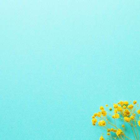 Yellow gypsophila flowers on mint blue background. top view, copy spaceの写真素材