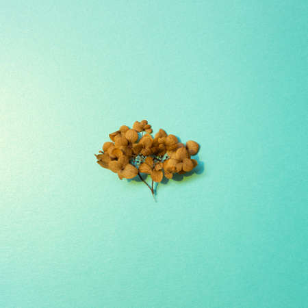 Brown hydrangea flower on mint green background. floral decor. top view, copy spaceの写真素材