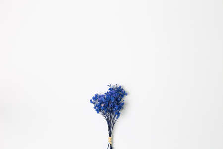 Bunch of blue gypsophila dry flowers on white background. top view, copy spaceの写真素材