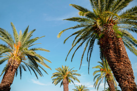 Palm trees at Riva street in Split, Croatiaのeditorial素材