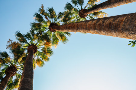 National Garden palm trees in Athens, Greeceのeditorial素材