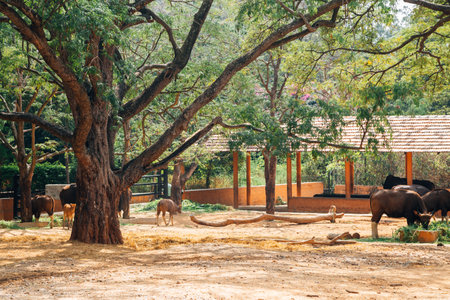 Mysore, India - December 30, 2017: Mysore Zoo, Sri Chamarajendra Zoological Gardensのeditorial素材