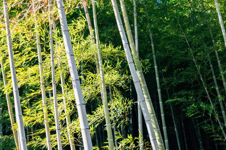 Tenryuji temple, bamboo forest in Kyoto, Japanのeditorial素材