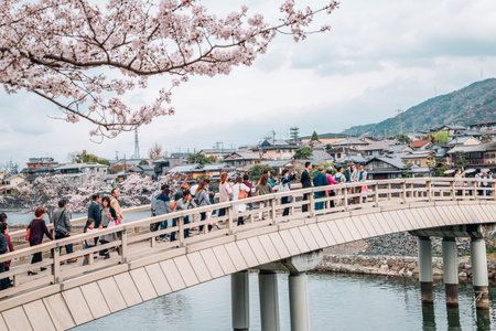 Kyoto, Japan - April 3, 2016 : Uji river with cherry blossomsのeditorial素材