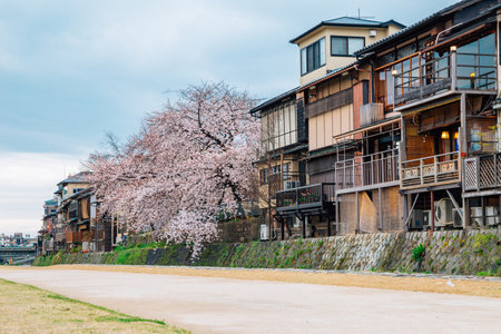 Kamo riverside Japanese old houses with cherry blossoms in Kyoto, Japanのeditorial素材