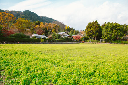 Arashiyama village and green field in Kyoto, Japanのeditorial素材
