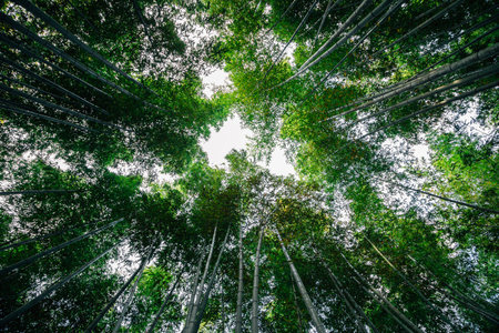 Arashiyama bamboo forest in Kyoto, Japanのeditorial素材