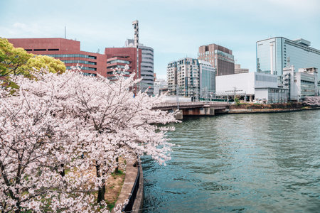 Cherry blossoms road with river in Kema Sakuranomiya Park, Osaka, Japanのeditorial素材